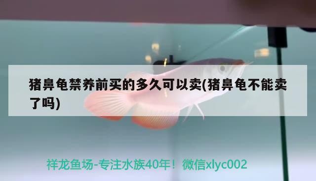 豬鼻龜禁養(yǎng)前買(mǎi)的多久可以賣(豬鼻龜不能賣了嗎)