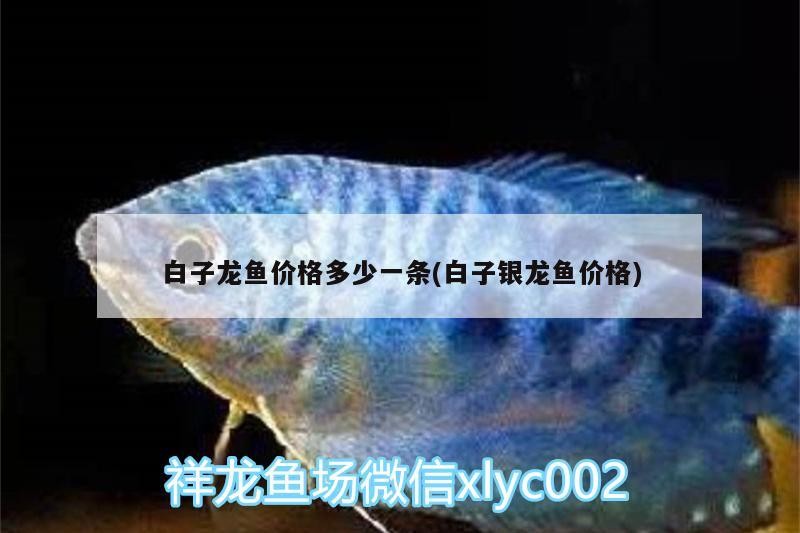 白子龍魚價格多少一條(白子銀龍魚價格)
