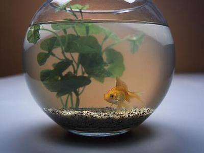 半圓型魚(yú)缸風(fēng)水魚(yú)缸擺放位置：魚(yú)缸五行屬鼠、豬的人魚(yú)缸忌擺在坐南向北方位