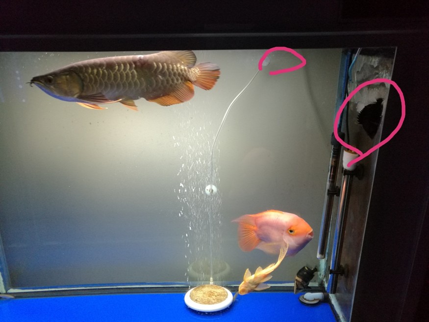 我這虎魚怎么回事經常在圖中兩個紅的位