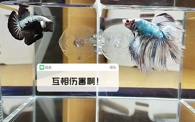 斗魚魚缸隔板用什么顏色好：斗魚魚缸隔板的顏色怎么選擇