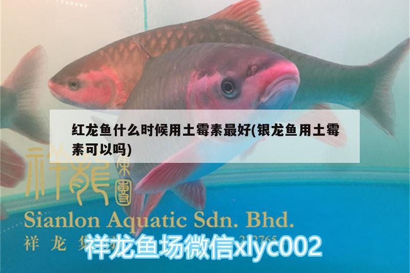 紅龍魚什么時候用土霉素最好(銀龍魚用土霉素可以嗎)