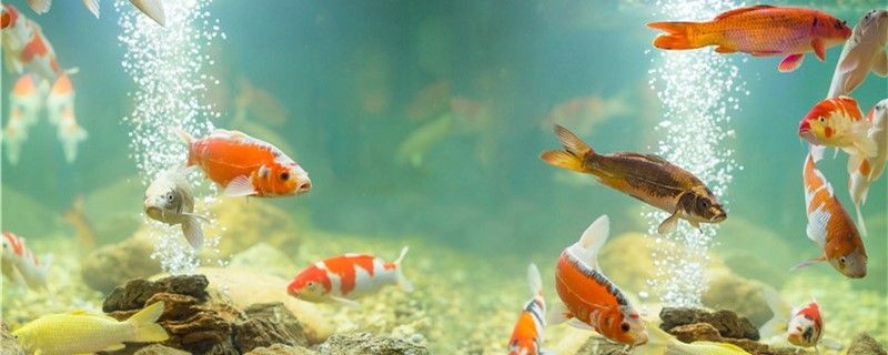 魚缸水面有泡沫怎么辦怎么清除泡沫