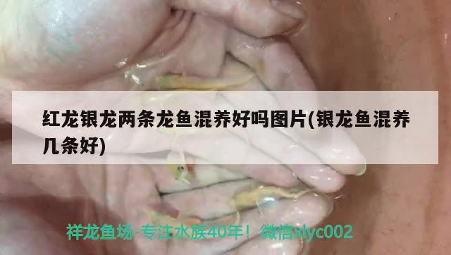紅龍銀龍兩條龍魚混養好嗎圖片(銀龍魚混養幾條好)