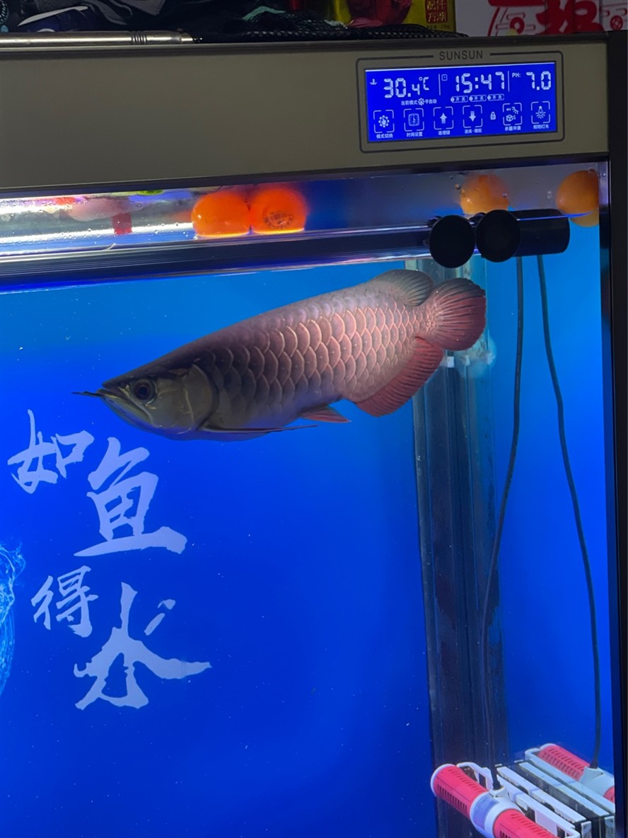 專業(yè)治理水族缸跌酸，無效全額退款