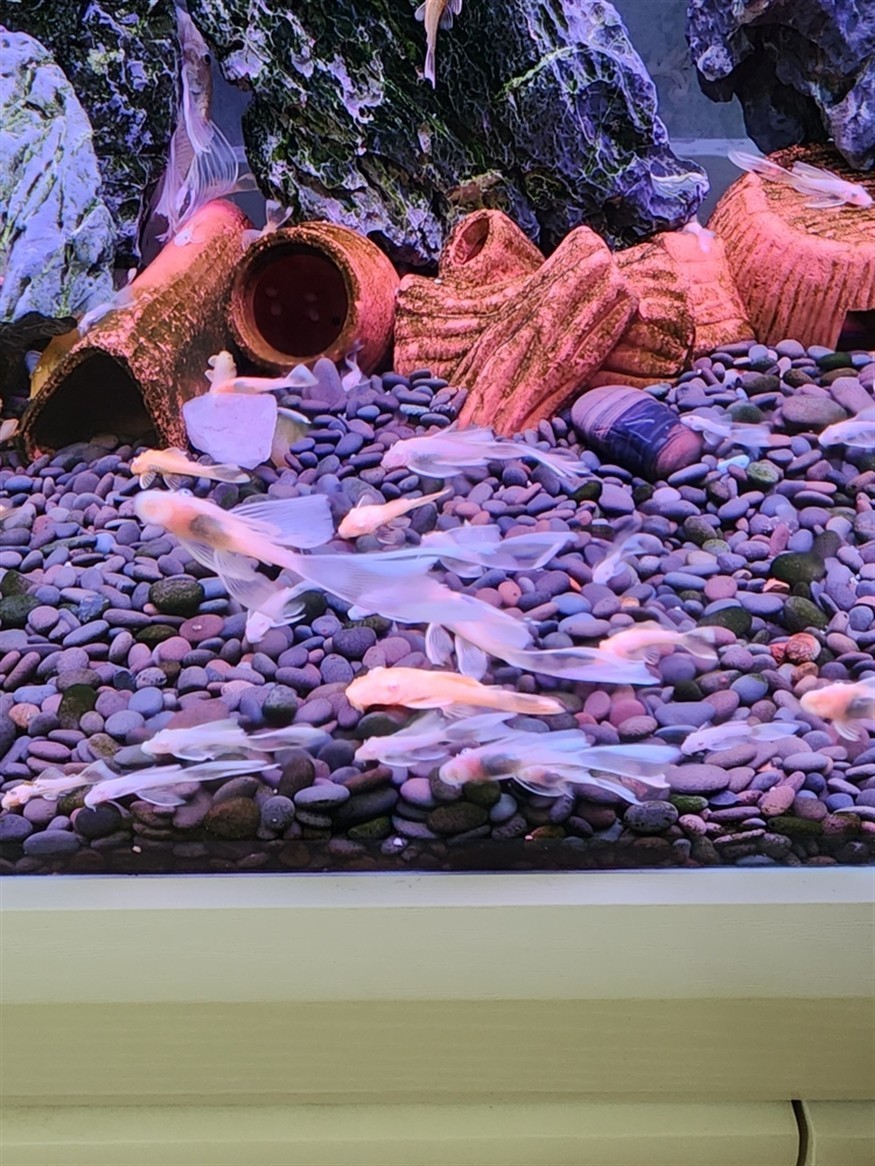 天使魚 黃金胡子