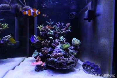 佳木斯市東風(fēng)區(qū)騰達(dá)水族器材大全（佳木斯水族店）