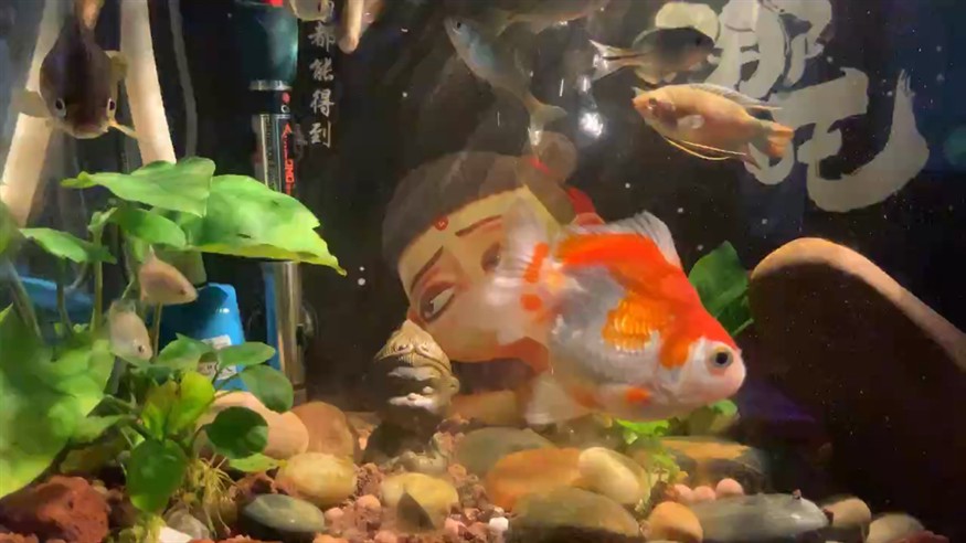 魚友們好