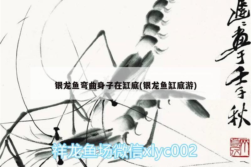 銀龍魚彎曲身子在缸底(銀龍魚缸底游)