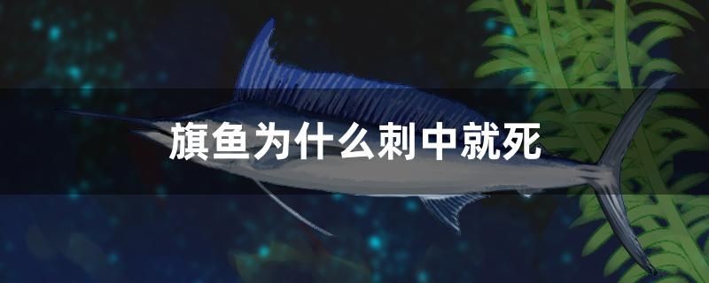 旗魚為什么刺中就死