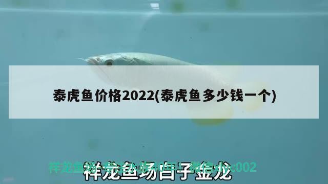 泰虎魚價格2022(泰虎魚多少錢一個) 泰虎魚價格2022(泰虎魚多少錢一個) 虎魚百科