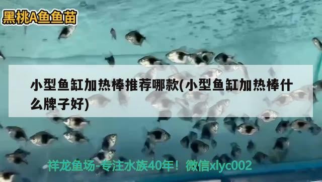 小型魚缸加熱棒推薦哪款(小型魚缸加熱棒什么牌子好)