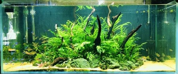 大魚缸水草怎么放進去養的：在大魚缸中種植水草的關鍵步驟和注意事項和注意事項