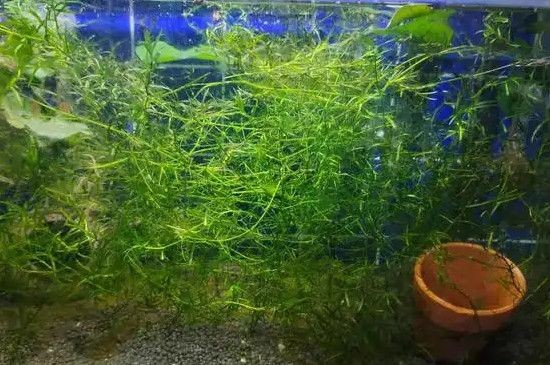 大魚缸水草怎么放進去養的：在大魚缸中種植水草的關鍵步驟和注意事項和注意事項