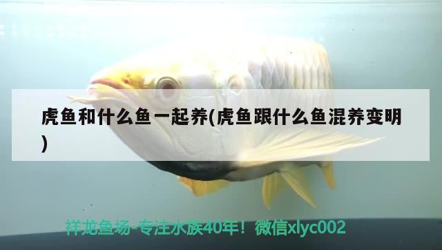 虎魚和什么魚一起養(虎魚跟什么魚混養變明)