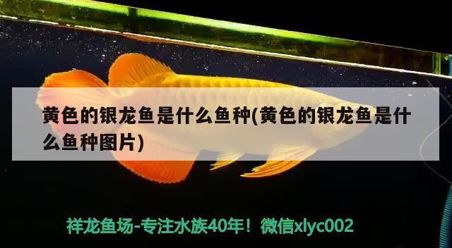 黃色的銀龍魚是什么魚種(黃色的銀龍魚是什么魚種圖片)