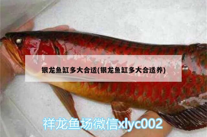 銀龍魚缸多大合適(銀龍魚缸多大合適養(yǎng))