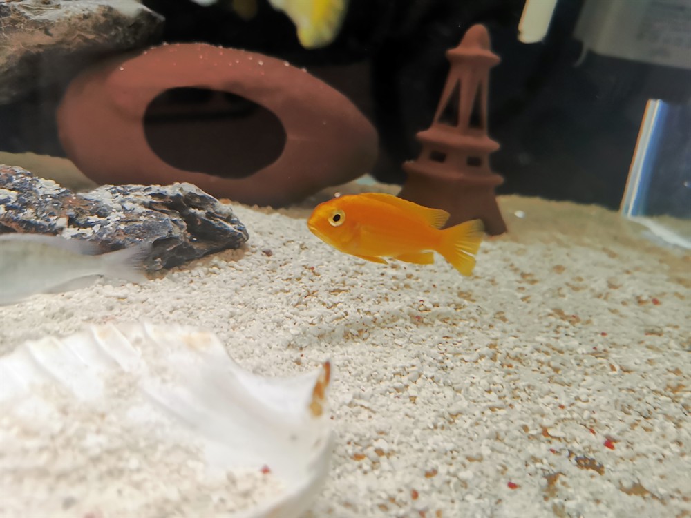 虎魚排便