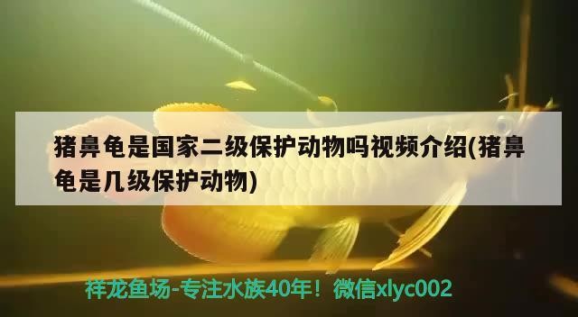豬鼻龜是國家二級保護動物嗎視頻介紹(豬鼻龜是幾級保護動物)
