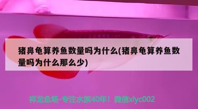 豬鼻龜算養魚數量嗎為什么(豬鼻龜算養魚數量嗎為什么那么少)