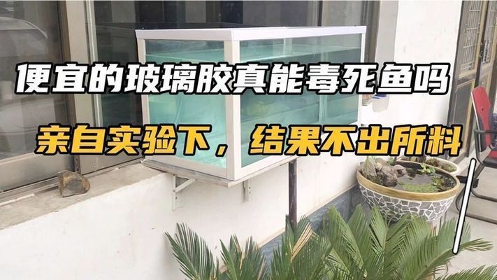 龍魚(yú)虎魚(yú)混養(yǎng)尺寸多少合適（龍魚(yú)虎魚(yú)混養(yǎng)尺寸多少合適啊）