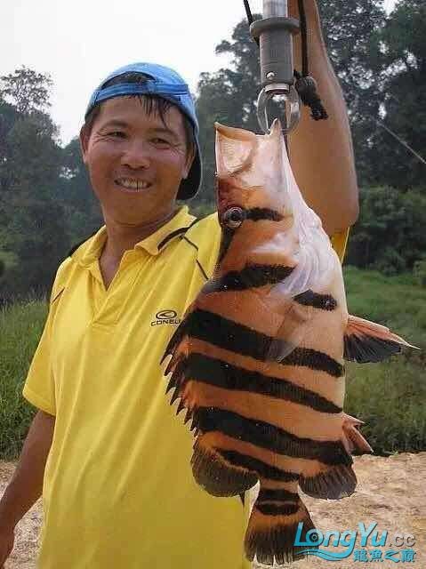 豬鼻龜和玳瑁？