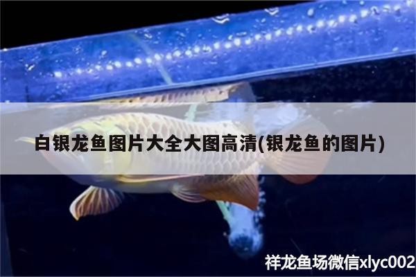 白銀龍魚圖片大全大圖高清(銀龍魚的圖片)
