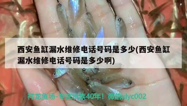 西安魚缸漏水維修電話號碼是多少(西安魚缸漏水維修電話號碼是多少啊)