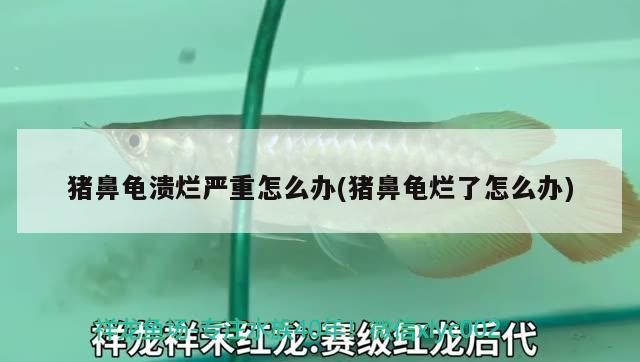 豬鼻龜潰爛嚴重怎么辦(豬鼻龜爛了怎么辦)
