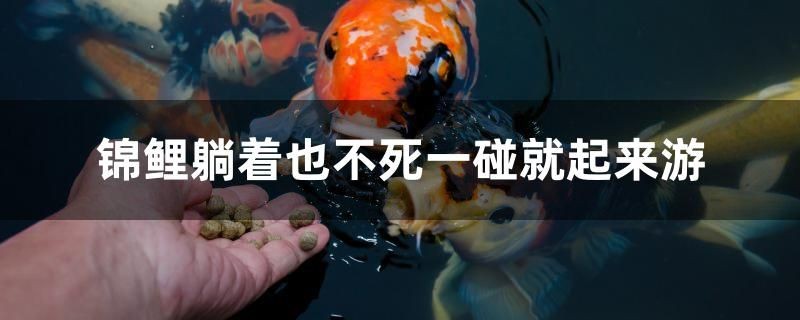 錦鯉躺著也不死一碰就起來游