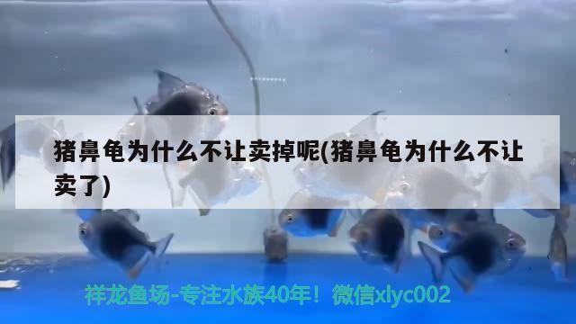 豬鼻龜為什么不讓賣掉呢(豬鼻龜為什么不讓賣了)