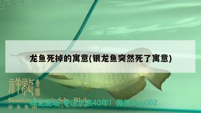龍魚死掉的寓意(銀龍魚突然死了寓意)
