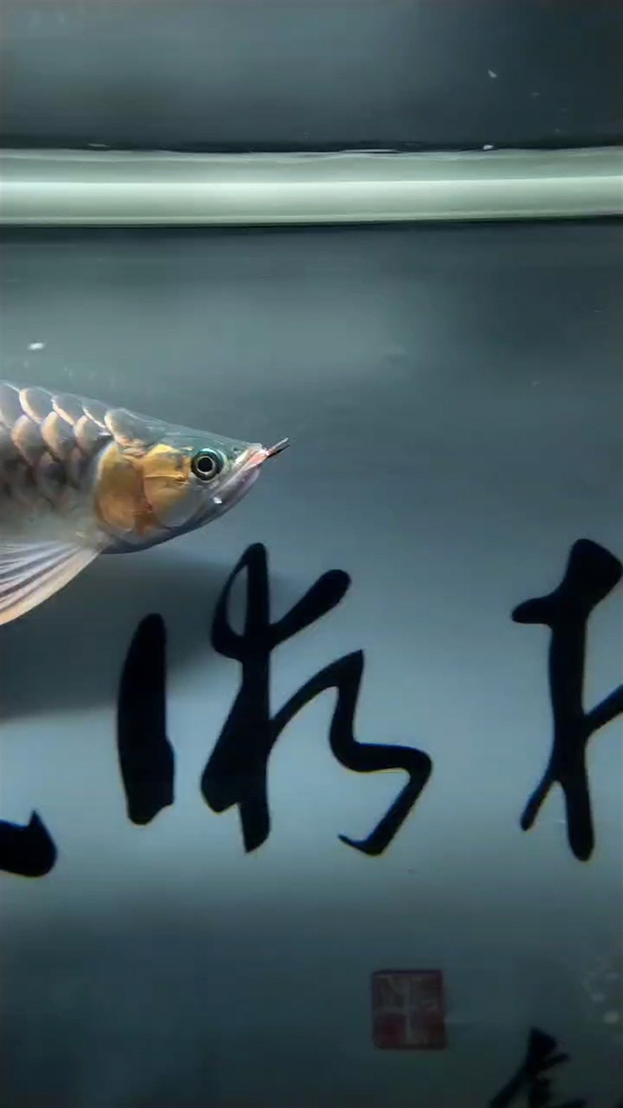 龍魚兜嘴做完以后