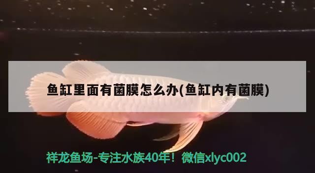 魚(yú)缸里面有菌膜怎么辦(魚(yú)缸內(nèi)有菌膜)