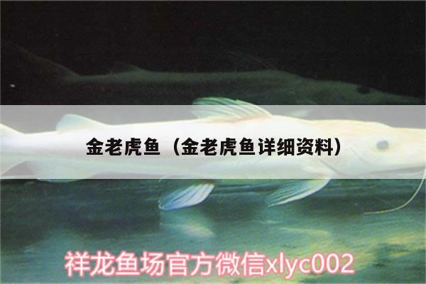 金老虎魚（金老虎魚詳細(xì)資料）