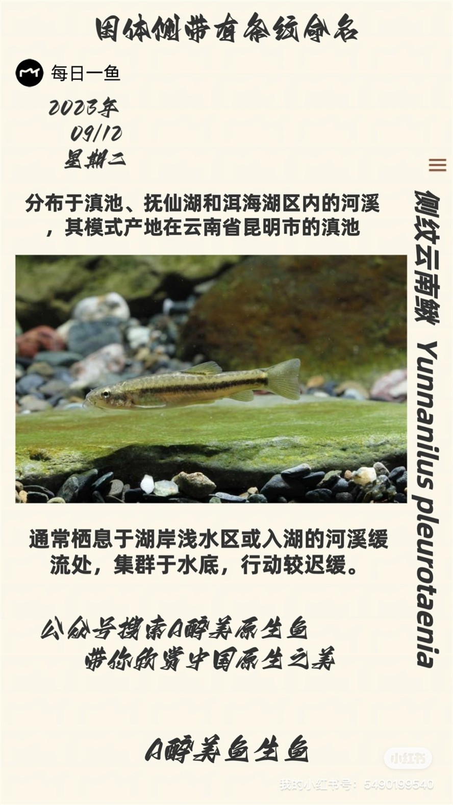 側(cè)紋云南鰍