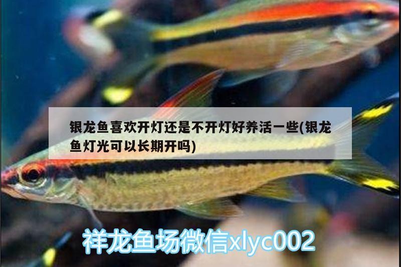 銀龍魚喜歡開燈還是不開燈好養(yǎng)活一些(銀龍魚燈光可以長(zhǎng)期開嗎)