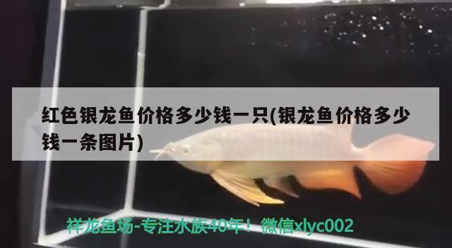 紅色銀龍魚價格多少錢一只(銀龍魚價格多少錢一條圖片)