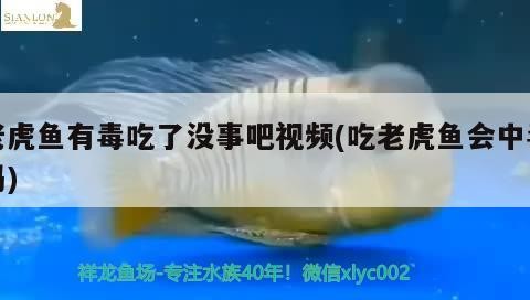 老虎魚有毒吃了沒事吧視頻(吃老虎魚會中毒嗎)