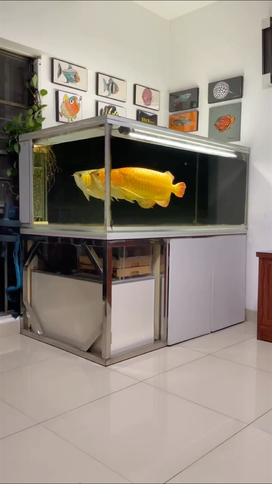 養魚人的快樂很簡單，每天這樣看著就夠了！