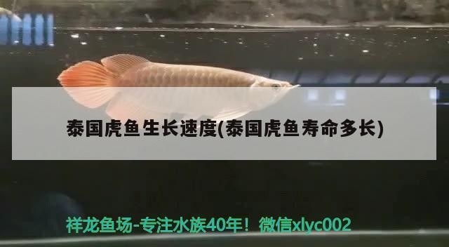 泰國虎魚生長速度(泰國虎魚壽命多長)