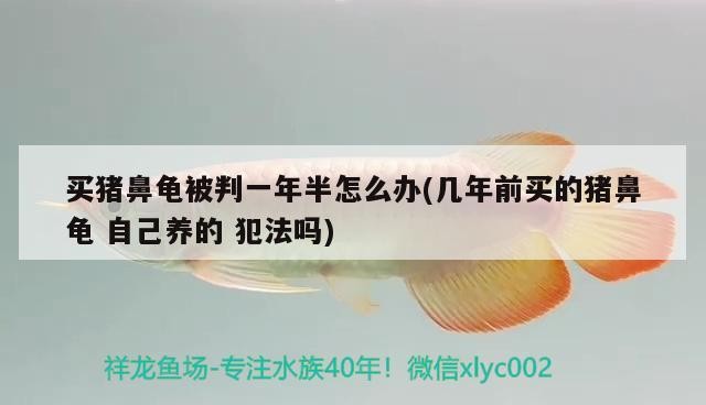買豬鼻龜被判一年半怎么辦(幾年前買的豬鼻龜自己養的犯法嗎)