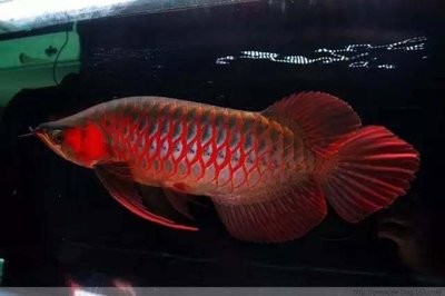 沈陽定制魚缸（沈陽定制魚缸去哪里好） 沈陽定制魚缸（沈陽定制魚缸去哪里好） 豬鼻龜百科