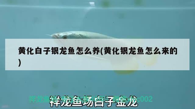 黃化白子銀龍魚怎么養(黃化銀龍魚怎么來的)
