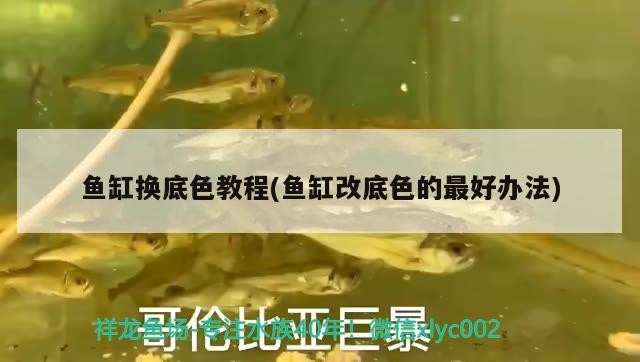 魚缸換底色教程(魚缸改底色的最好辦法)