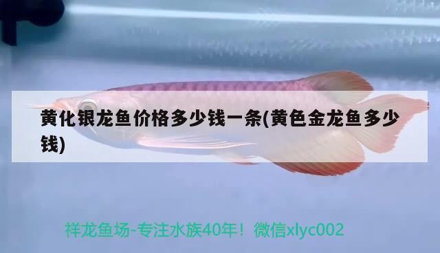 黃化銀龍魚價(jià)格多少錢一條(黃色金龍魚多少錢)