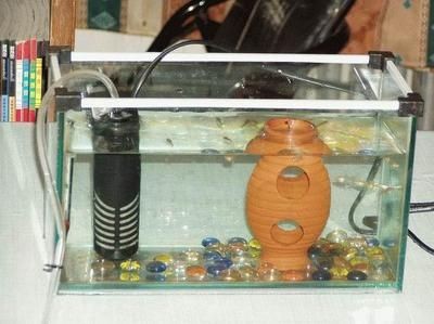 啊魚缸打氧氣的時候總是有泡沫：魚缸打氧氣出現(xiàn)泡沫的原因及處理方法