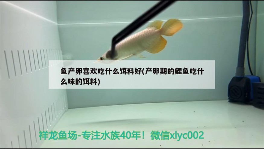 魚產(chǎn)卵喜歡吃什么餌料好(產(chǎn)卵期的鯉魚吃什么味的餌料)