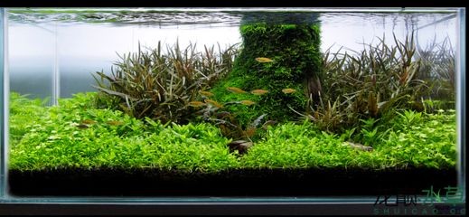 大魚缸改造成水草缸好不好：大魚缸改造成水草缸可以在美化環境同時享受到觀察水草生長和魚類互動的樂趣