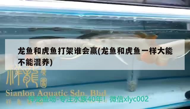 龍魚和虎魚打架誰會贏(龍魚和虎魚一樣大能不能混養)